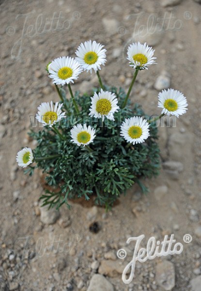 gea107 erigeron
